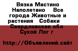 Вязка Мастино Наполетано  - Все города Животные и растения » Собаки   . Свердловская обл.,Сухой Лог г.